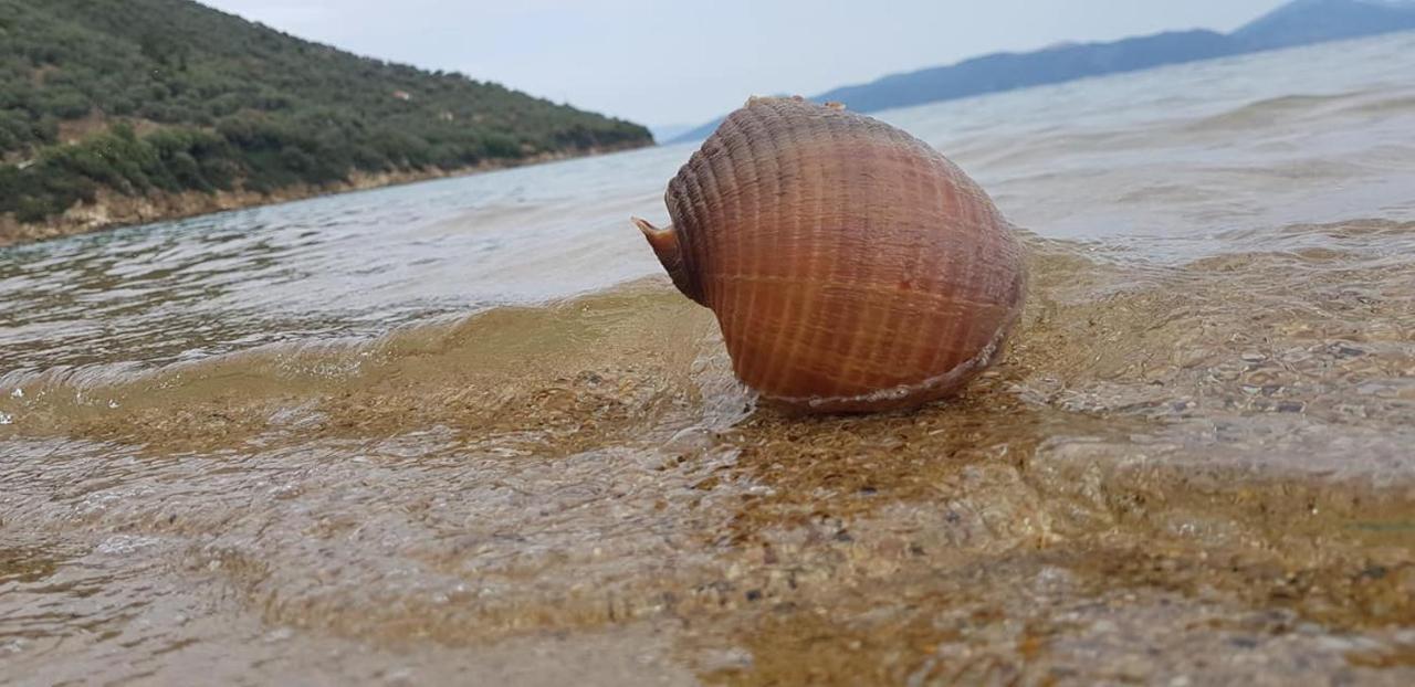 Theoxenia Daire Pteleós Dış mekan fotoğraf